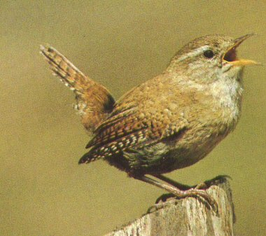 Zaunkonig vogel bilder