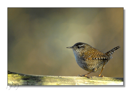 Zaunkonig vogel bilder