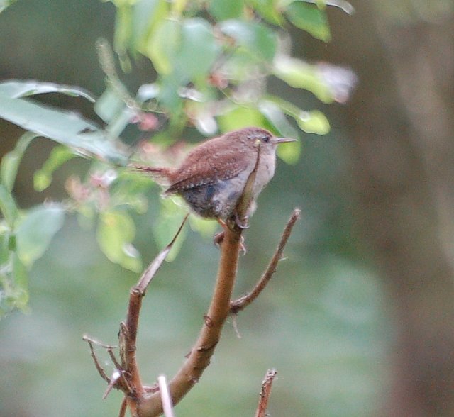 Zaunkonig vogel bilder