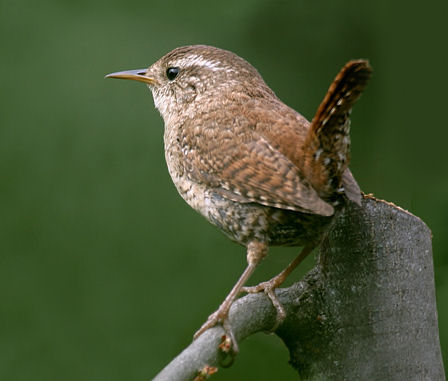 Zaunkonig vogel bilder