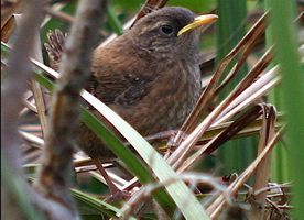 Zaunkonig vogel bilder