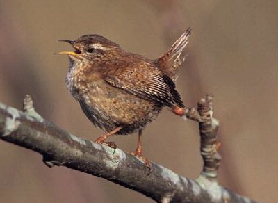 Zaunkonig vogel bilder