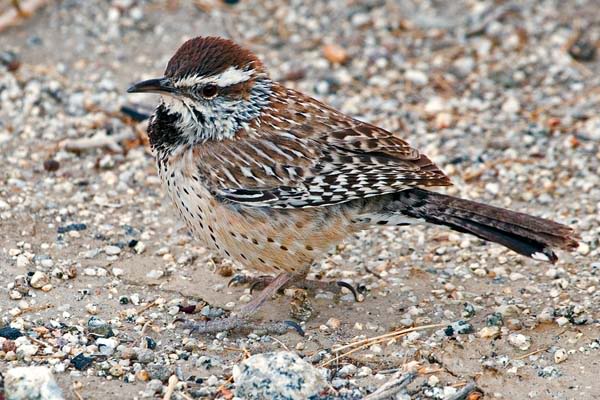 Zaunkonig vogel bilder