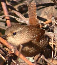 Zaunkonig vogel bilder