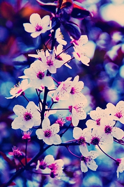 Blumen wallpapers