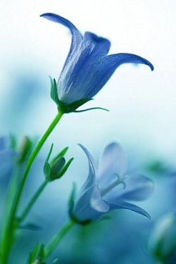 Blumen wallpapers