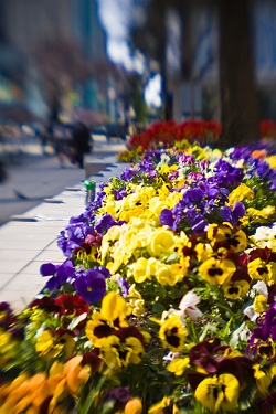 Blumen wallpapers