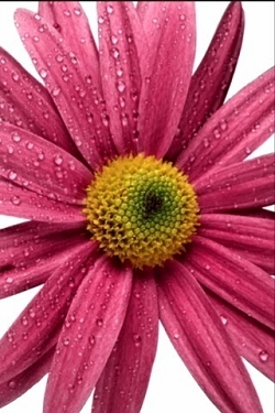 Blumen wallpapers