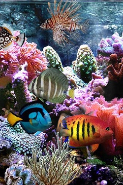 Fische wallpapers