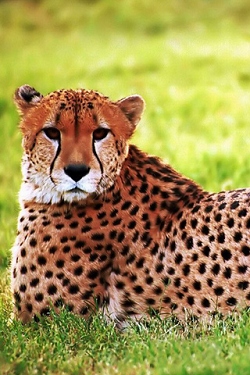 Gepard wallpapers