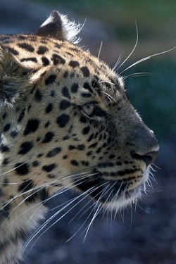 Gepard wallpapers