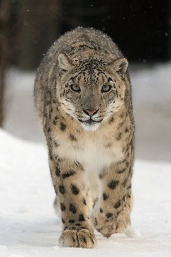 Gepard