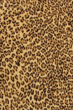 Gepard wallpapers