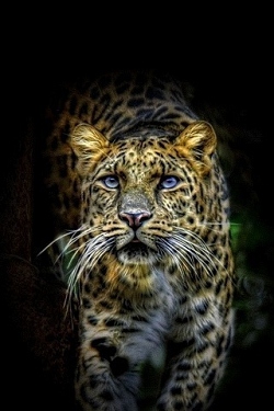 Gepard