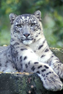 Gepard wallpapers