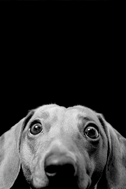 Hunde wallpapers