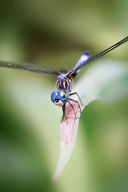 Insekten