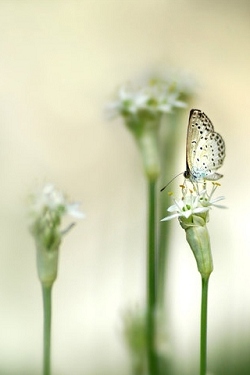 Insekten