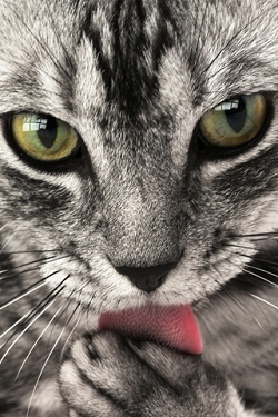 Katzen wallpapers