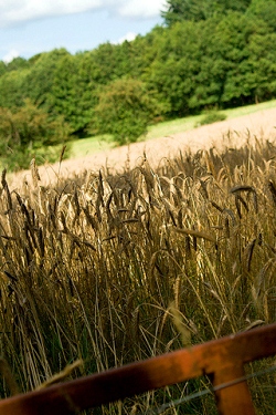 Landschaft und natur