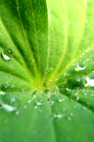Natur wallpapers