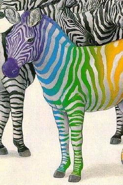 Zebra