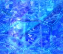 Blau wallpapers