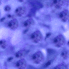 Blau wallpapers