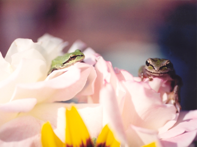 Frosche wallpapers