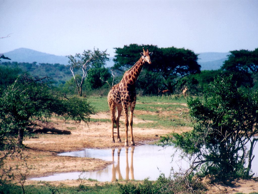 Giraffen