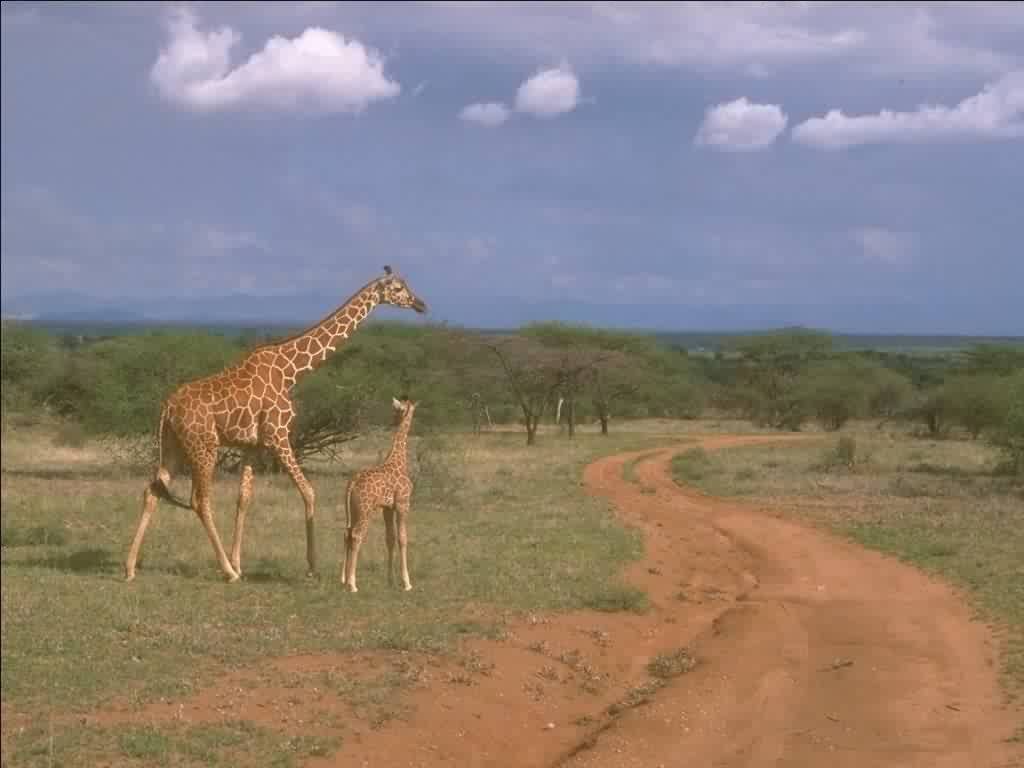 Giraffen