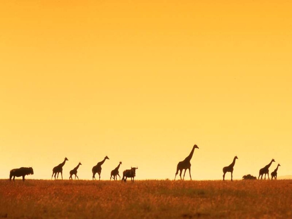 Giraffen wallpapers