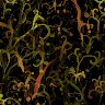 Multicolor wallpapers