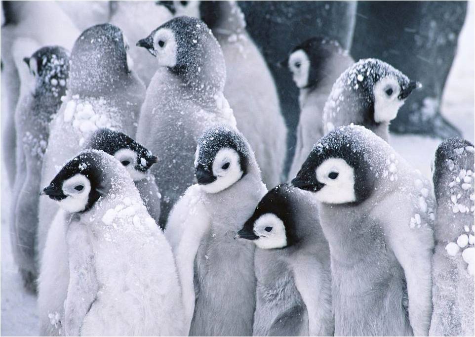 Pinguine