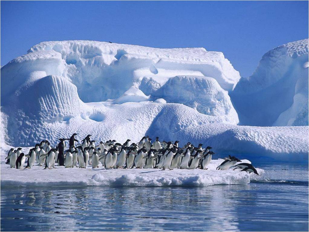 Pinguine