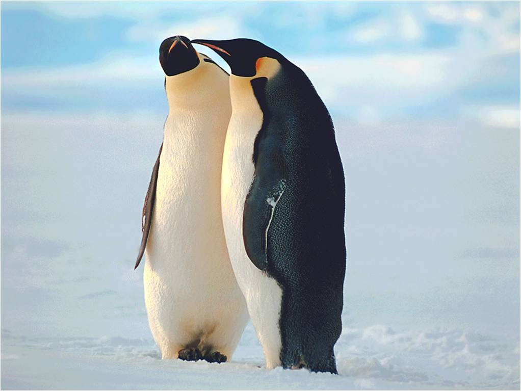 Pinguine