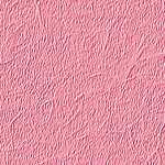 Rosa wallpapers