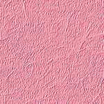 Rosa wallpapers