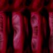 Rot wallpapers