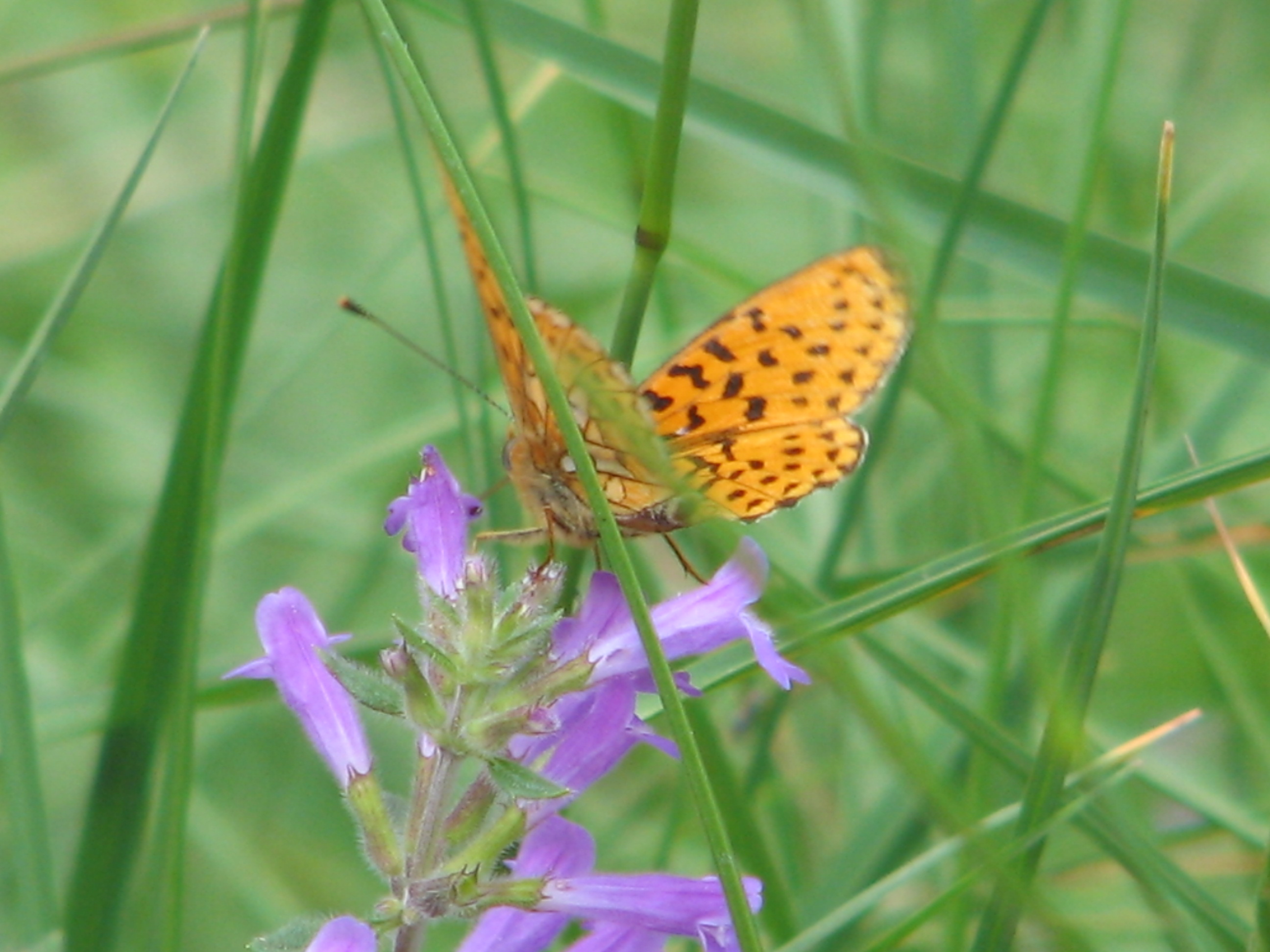 Schmetterlinge