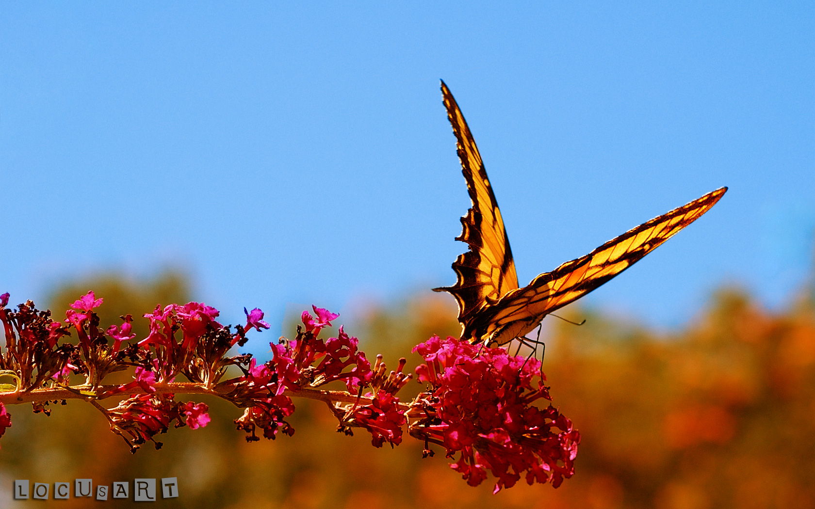 Schmetterlinge wallpapers