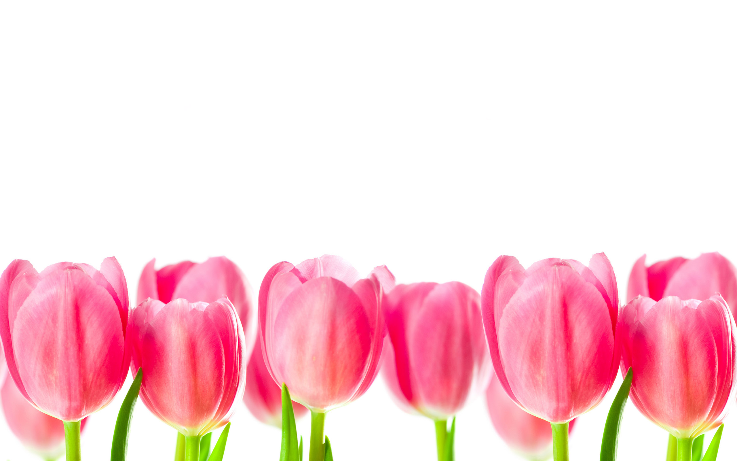 Tulpen wallpapers