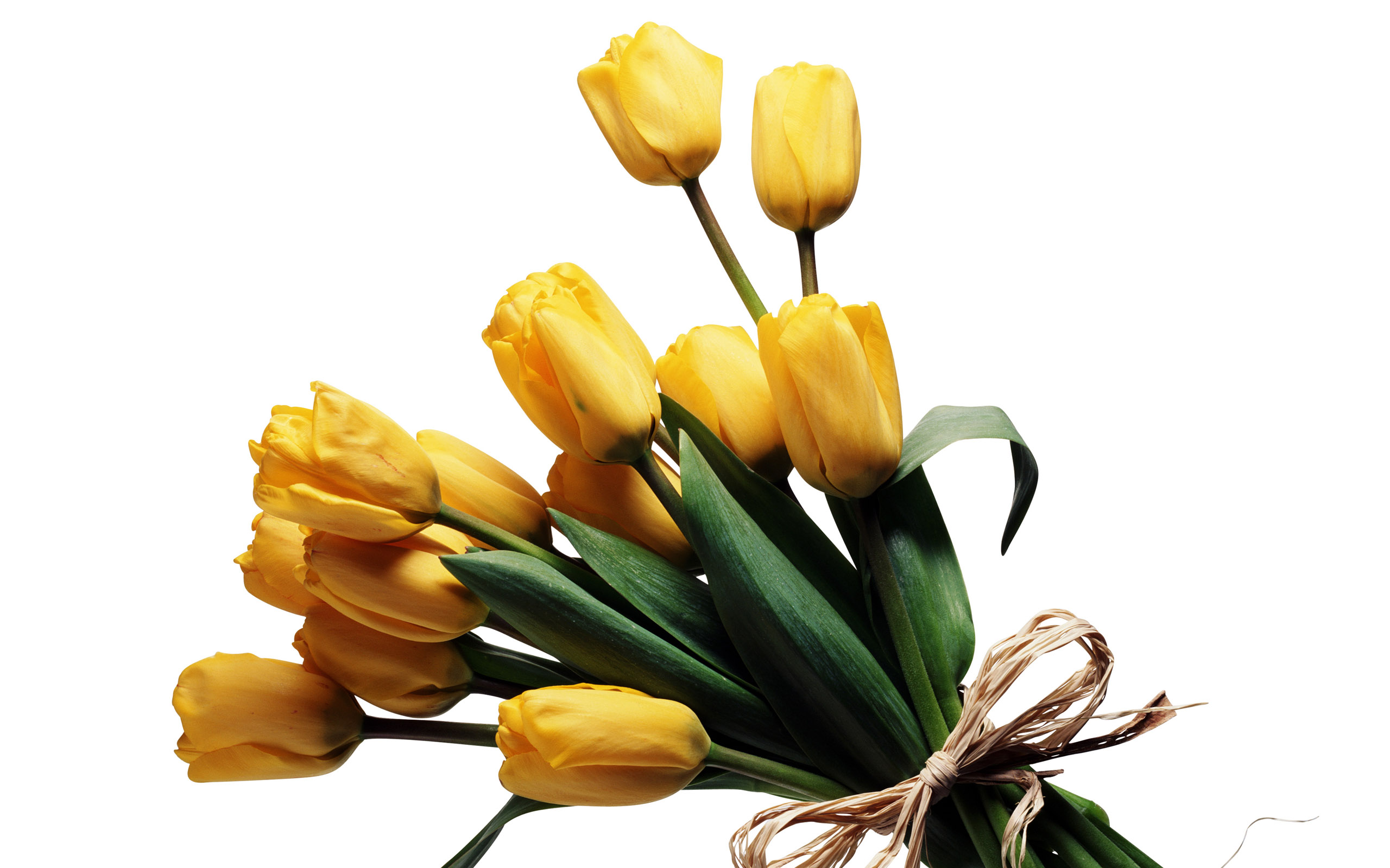 Tulpen