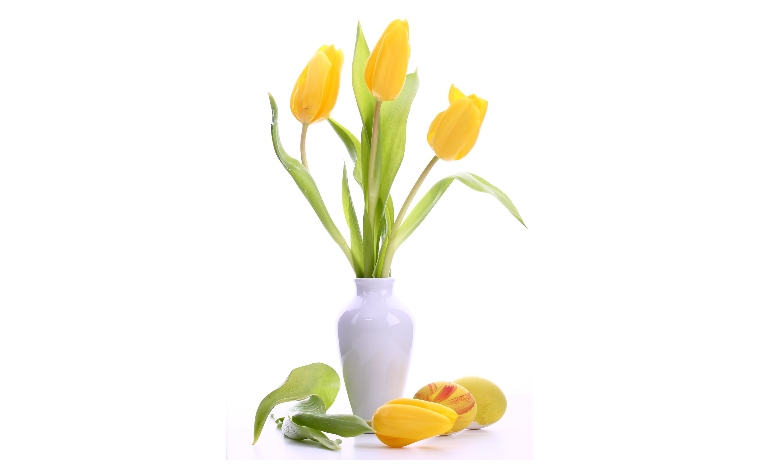 Tulpen wallpapers