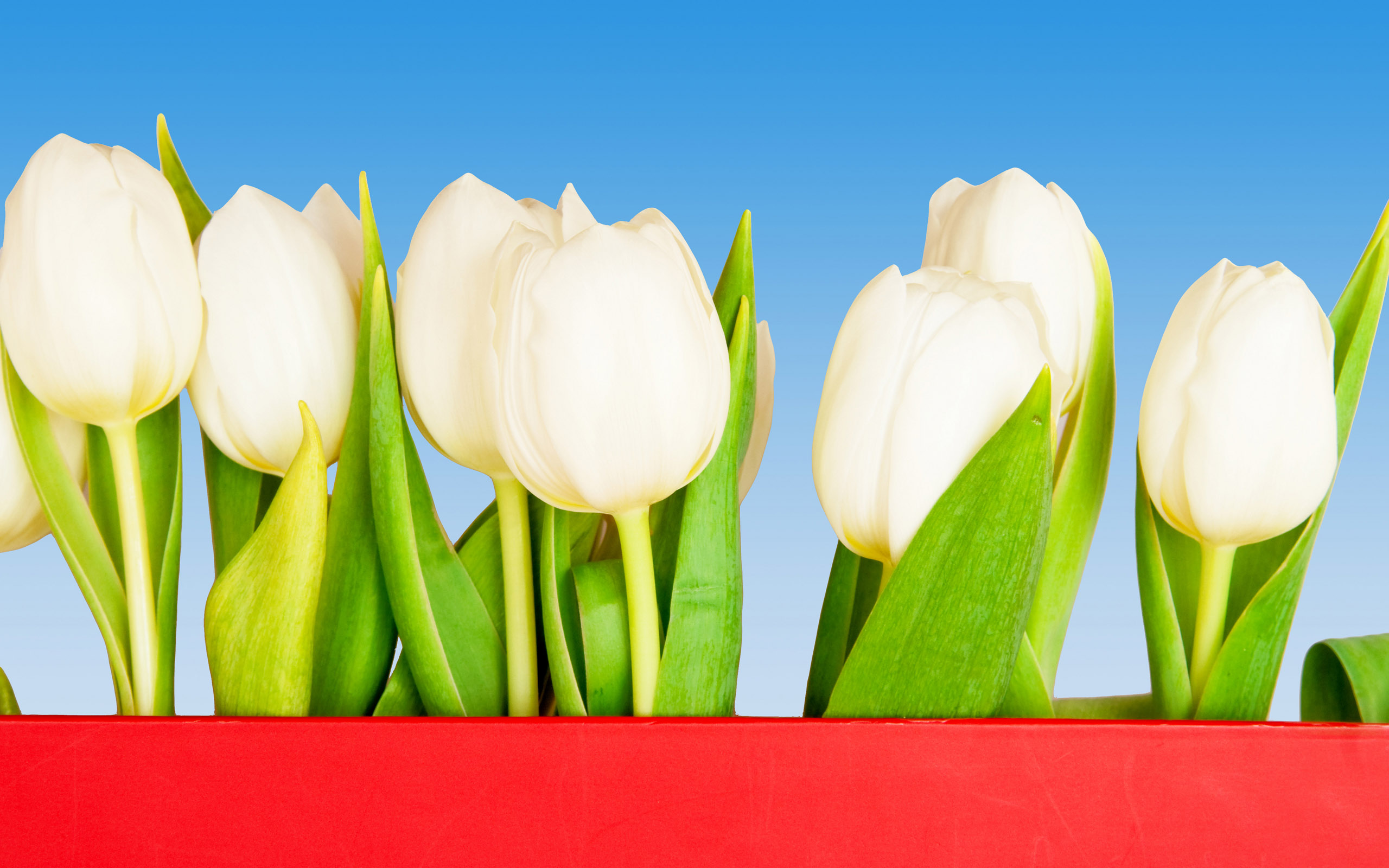 Tulpen wallpapers