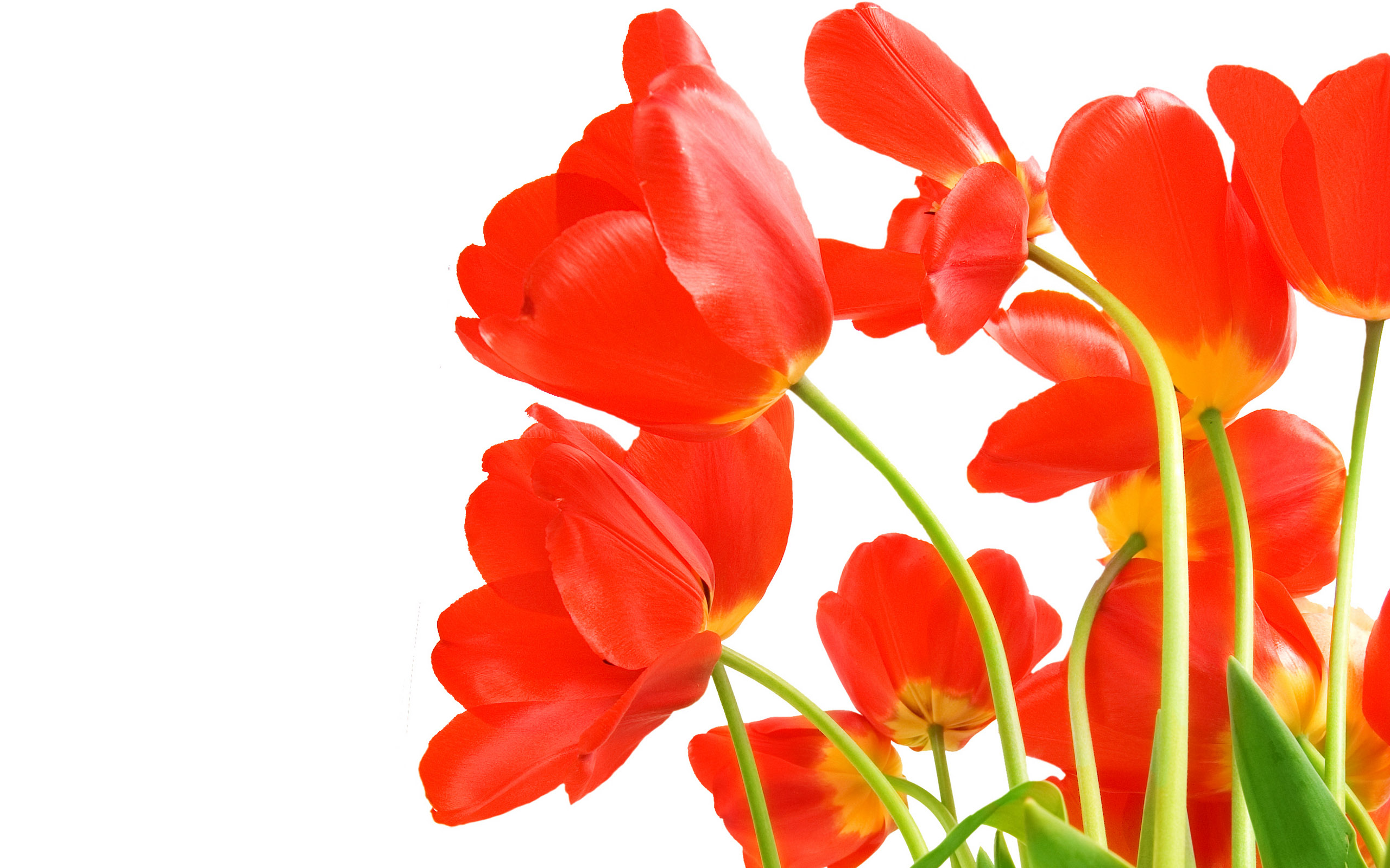 Tulpen wallpapers