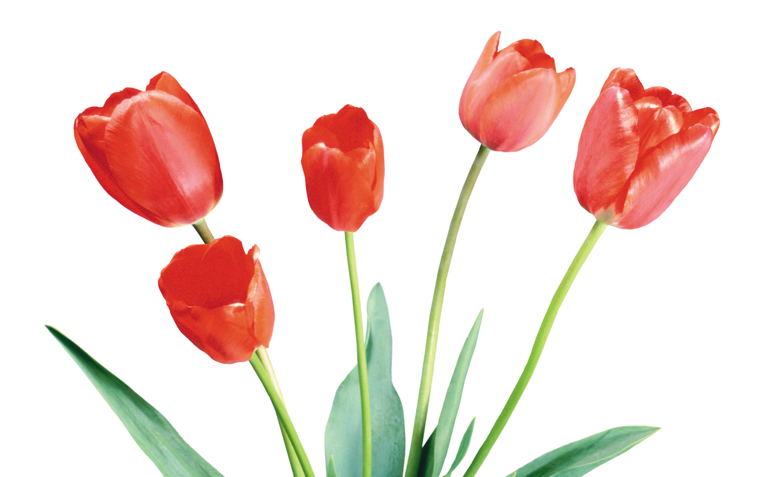 Tulpen wallpapers