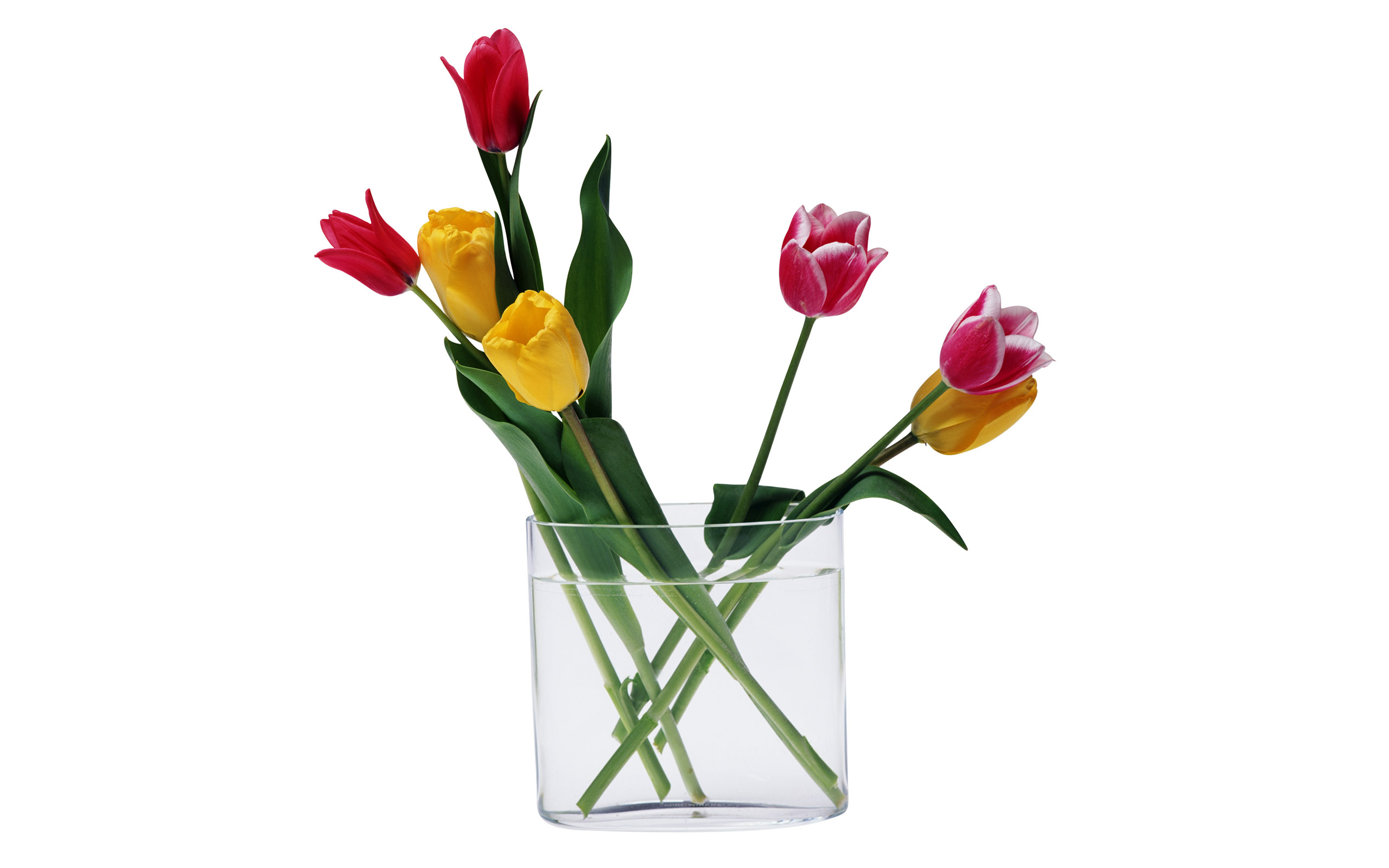 Tulpen wallpapers