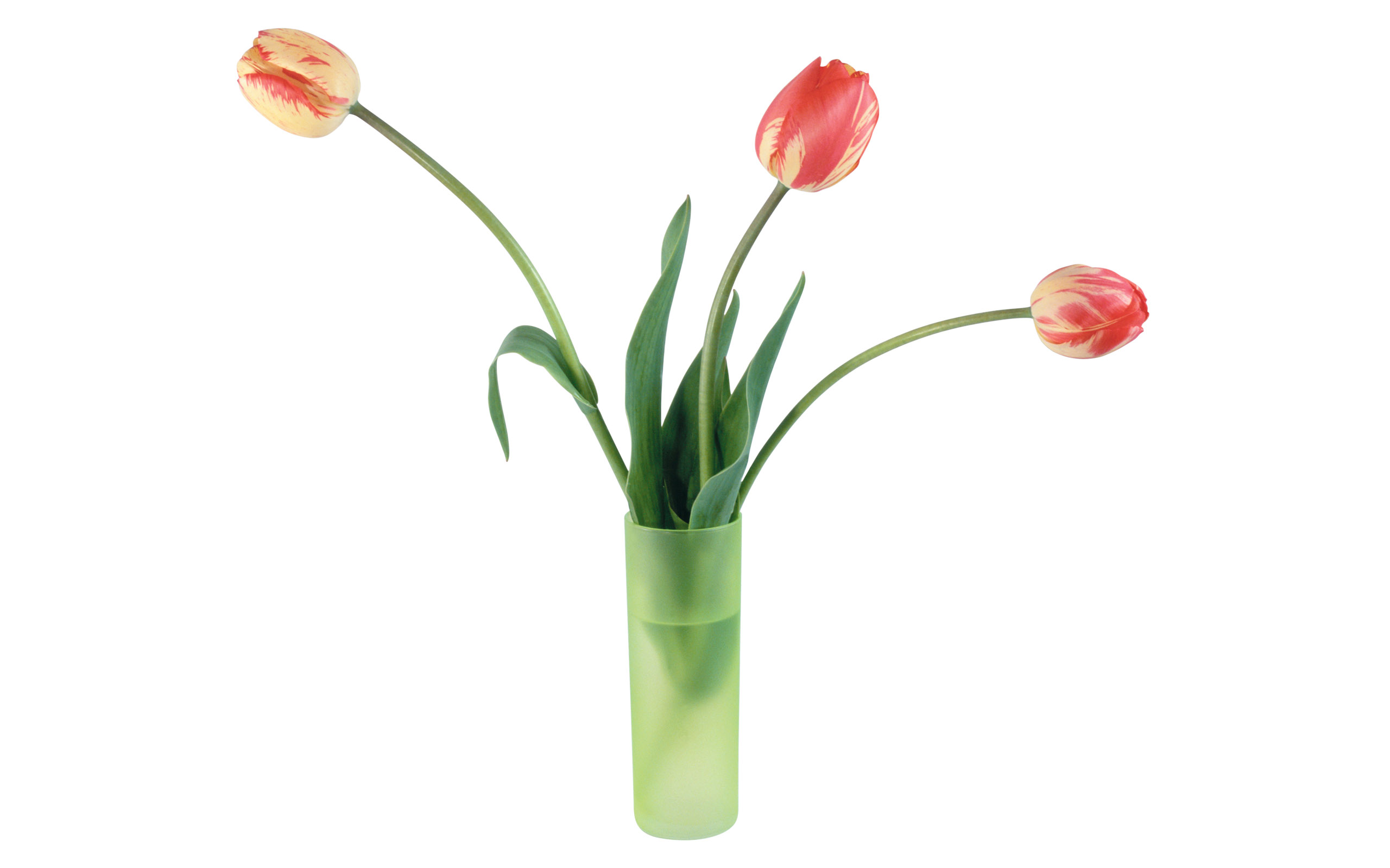 Tulpen wallpapers