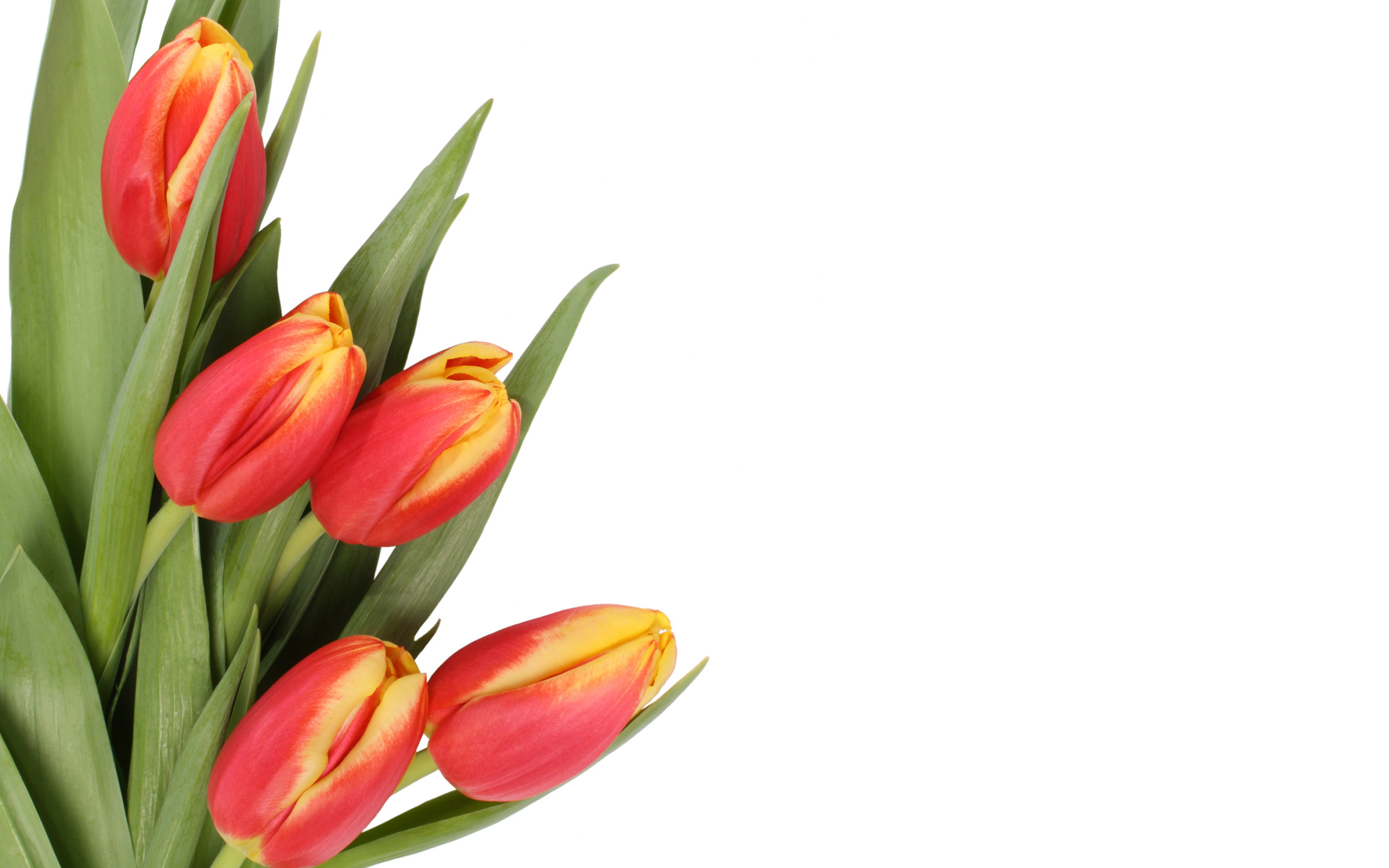 Tulpen wallpapers